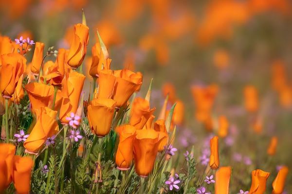 California-Mojave Desert California poppies